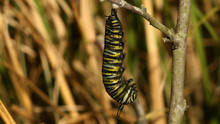 Monarksommerfugle Billed
