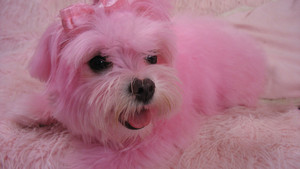 DOG WHISPERER CON CESAR MILLAN (Terza stagione) foto