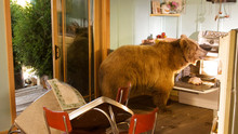 When Grizzlies Attack photo