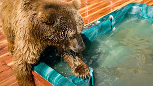 WHEN GRIZZLIES ATTACK
