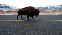 Yellowstone Spring photo