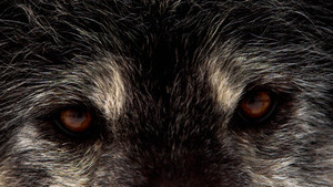 INSIDE WOLF PACK