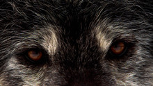 Inside Wolf Pack photo