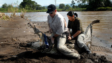 Mystère du crocodile aveugle photo