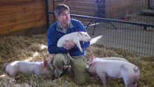 Des cochons très sauvages photo