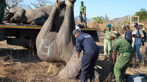 Animal Movers photo