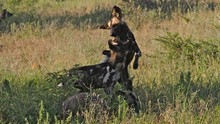 The Pack: Wild Dogs Foto