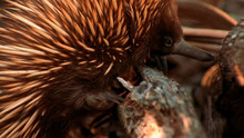 Freaky Animals photo