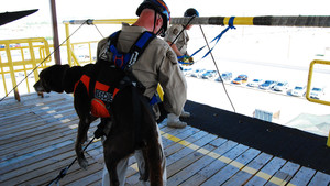 Border Hounds photo