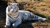 Portraits de tigres