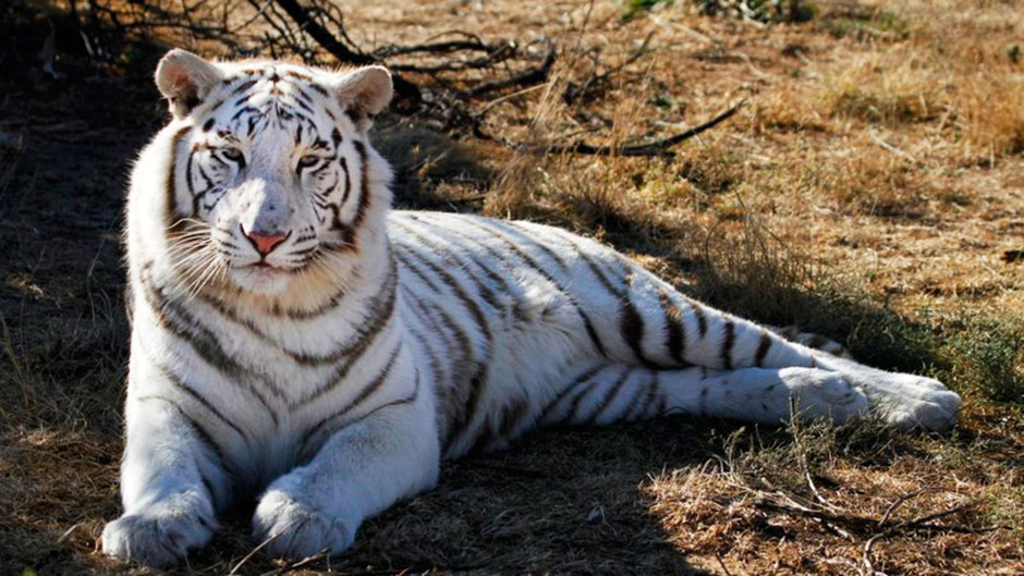 Portraits de tigres