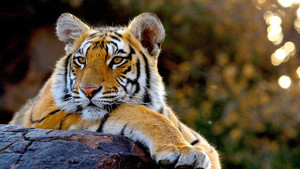 PORTRAITS DE TIGRES
