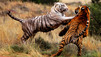Portraits de tigres