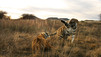 Portraits de tigres