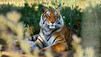 Portraits de tigres