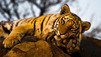 Portraits de tigres