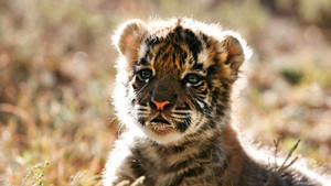 Bébés tigres photo