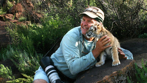 BÉBÉS TIGRES