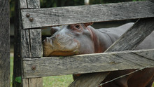 Invasion d'hippopotames photo