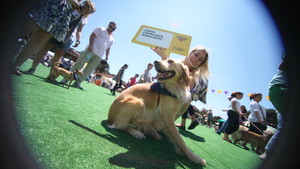 PETFEST 2011 / 5 HAZİRAN - DÜŞÜNCE BALONLARI