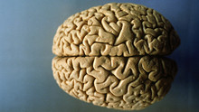 I misteri del cervello foto