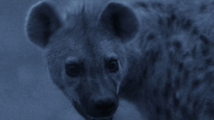 Hyena Gangs photo