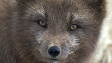 Faune nordique photo