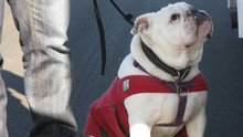 Bully Dogs photo