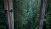 Der höchste Baum der Welt