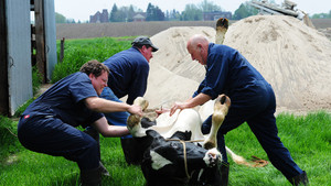 Incredible Dr Pol photo