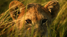 Leeuwen in Okavango Foto