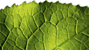 Ecologie