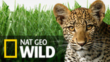 National Geographic Wild