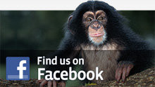 Find Us on Facebook