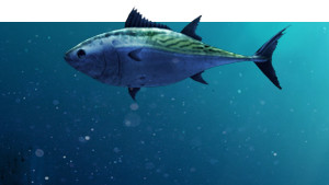OCEAN 10