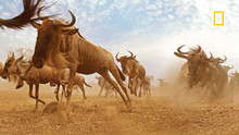 Great Migrations