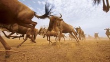 Great Migrations