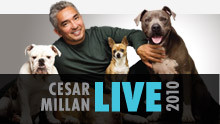 CESAR MILAN LIVE