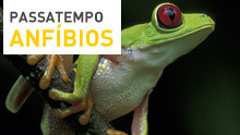 Passatempo Anfíbios