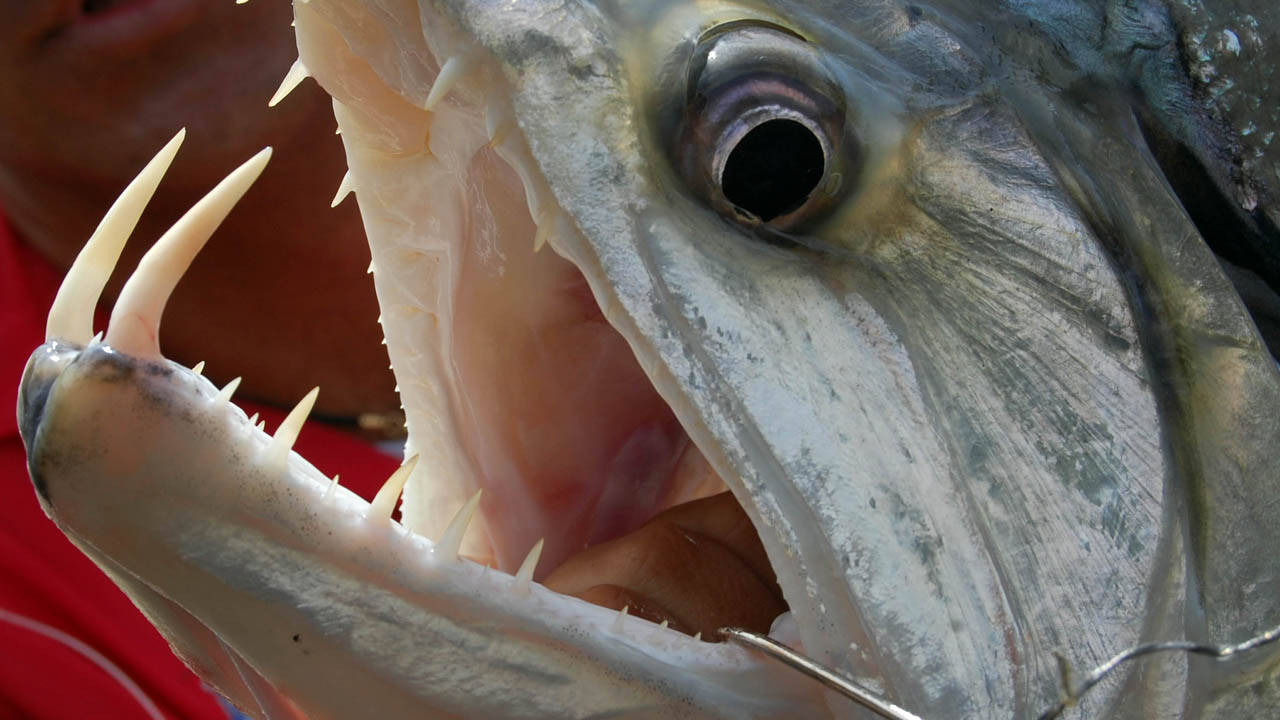 http://media.natgeotv.com/ShowHubs/19.jpg