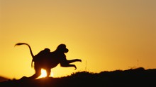 Nat Geo ile Şaşırtıcı Anlar Sayfaya Git