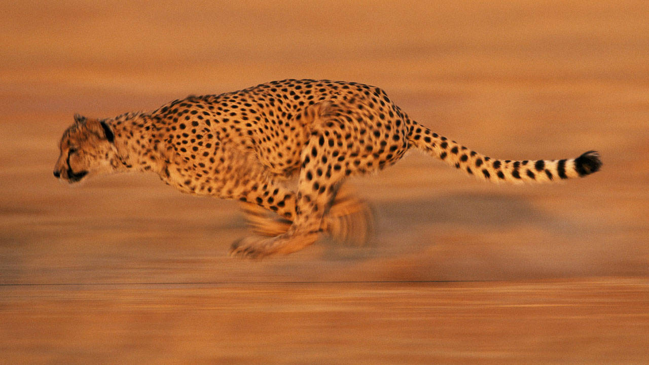 http://media.natgeotv.com/Shows/1030.jpg