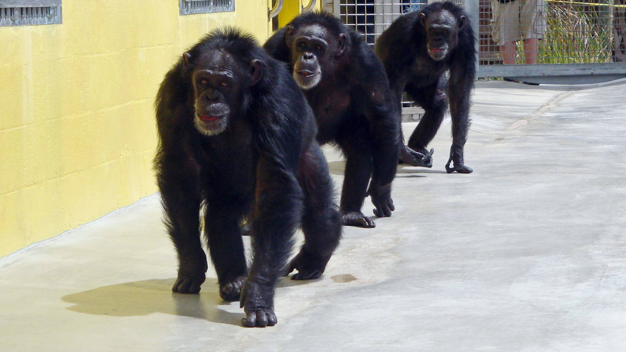 http://media.natgeotv.com/Shows/1056.jpg