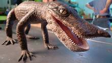 When Crocs Ate Dinos show