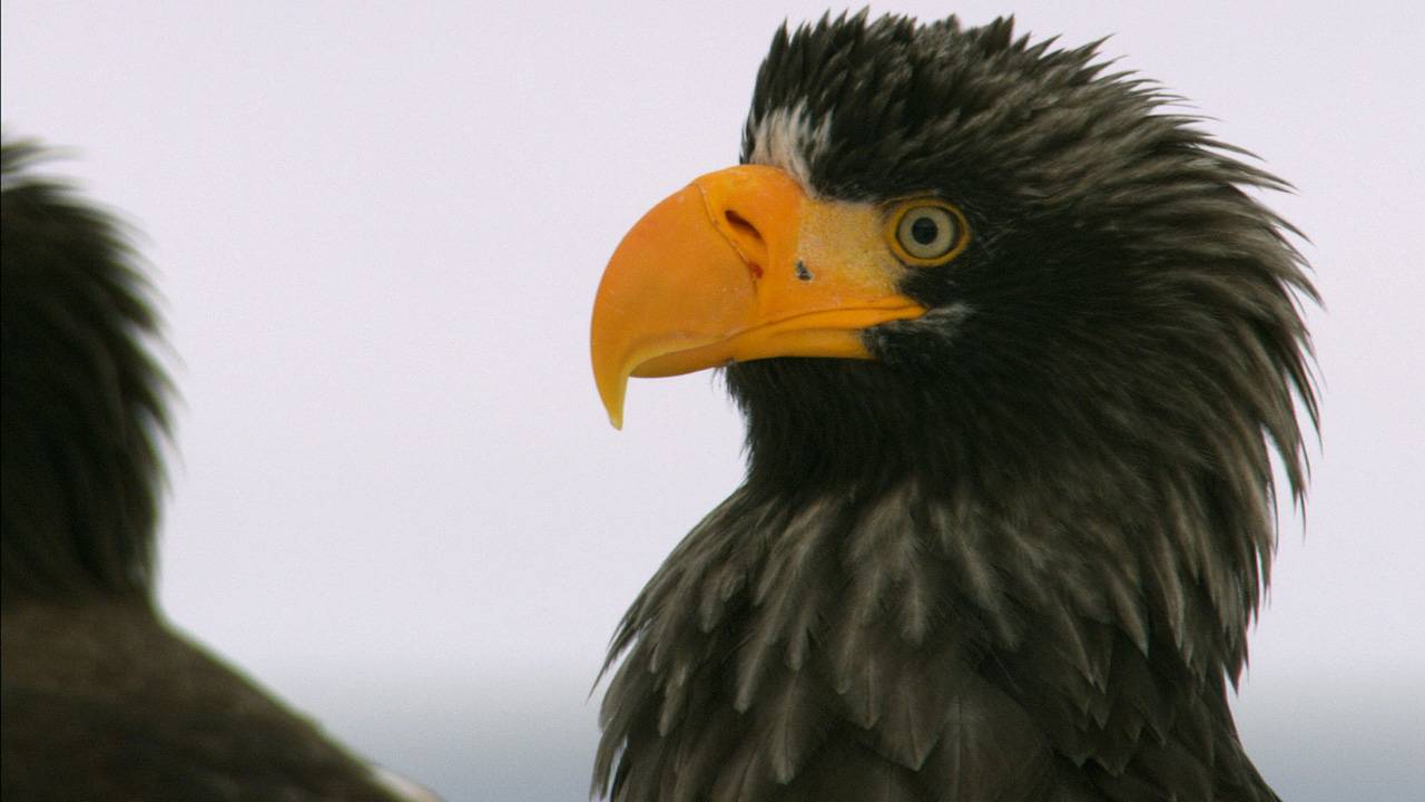 http://media.natgeotv.com/Shows/1074.jpg