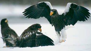 Wild Russia show
