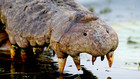 Australiens Riesen-Krokodile