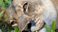 Last Lioness show