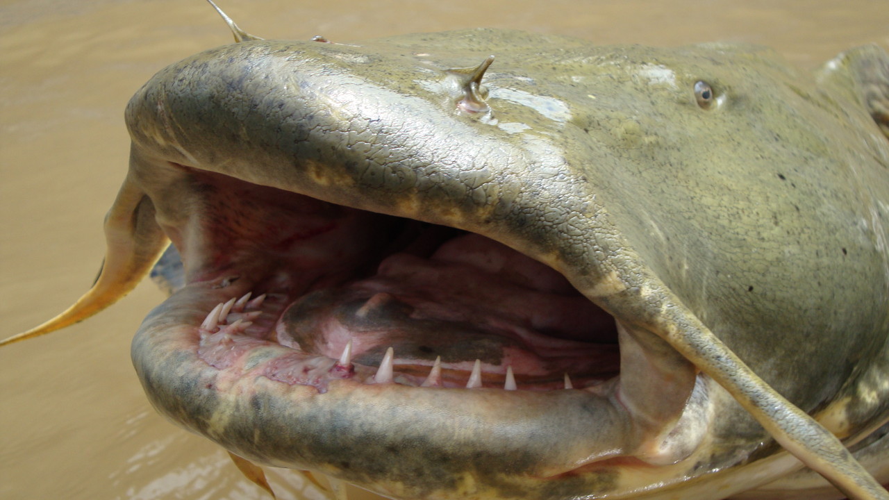 http://media.natgeotv.com/Shows/10904.jpg