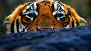 L'uomo tigre programma